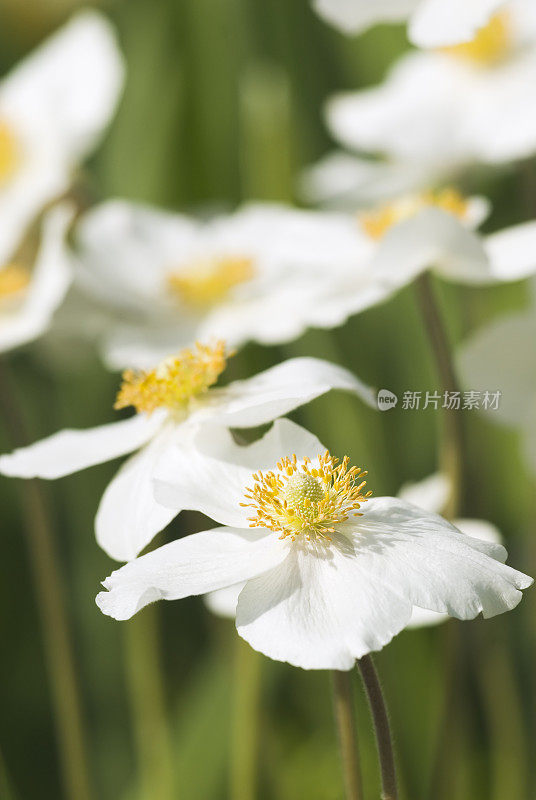 雪莲银莲花(银莲花sylvestris) -十五